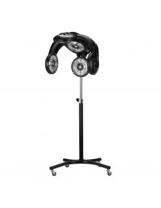 Gabbiano infrazon stojący... 2